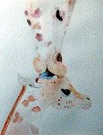 Giraffen