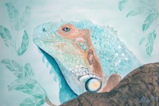 Leguan